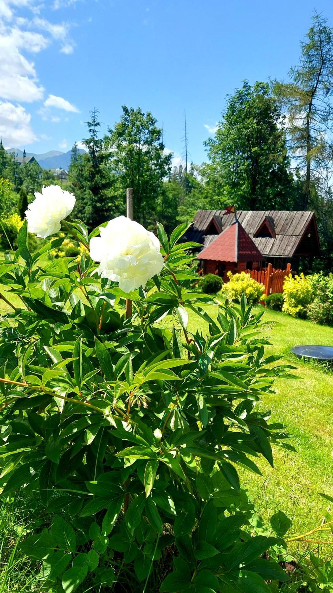 Willa Posrednia Zakopane Exterior foto